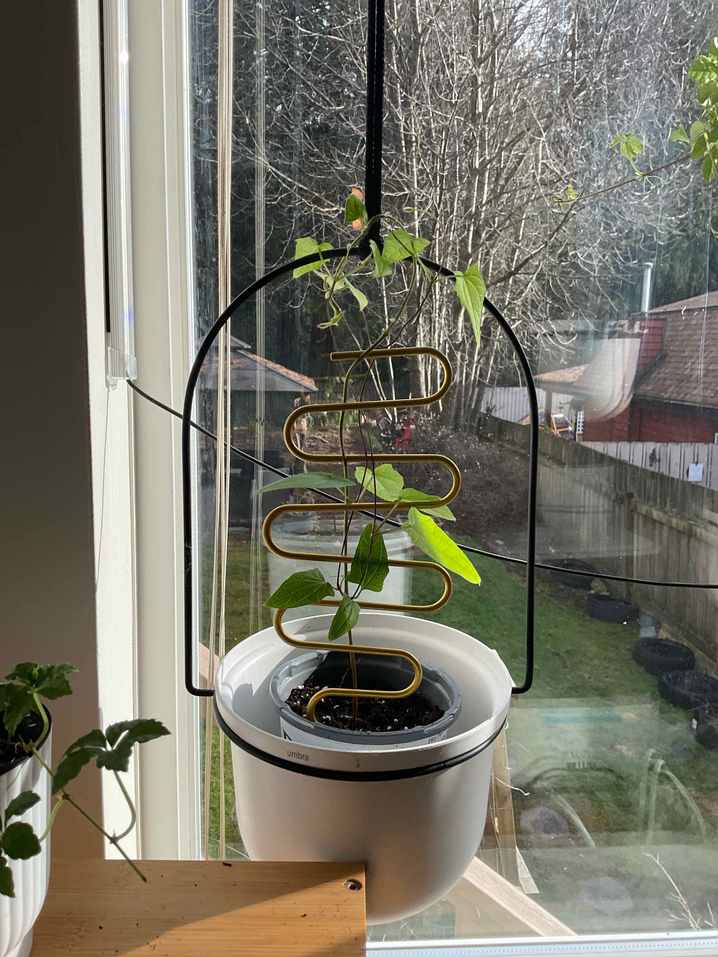Photo of the plant species Thunbergia 'Lisa' by @WarrantedTule35 named Lisa on Greg, the plant care app