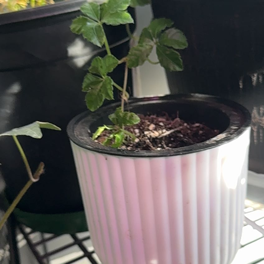 Photo of the plant species Verona Vein by @WarrantedTule35 named Mochi on Greg, the plant care app