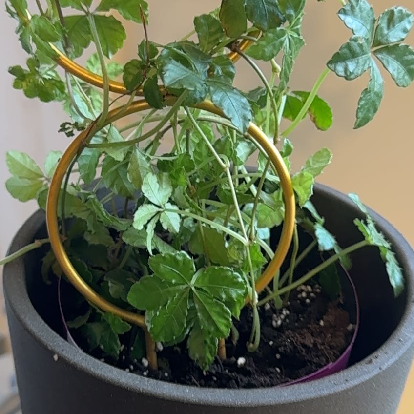 Photo of the plant species Verona Vein by @WarrantedTule35 named Harry on Greg, the plant care app