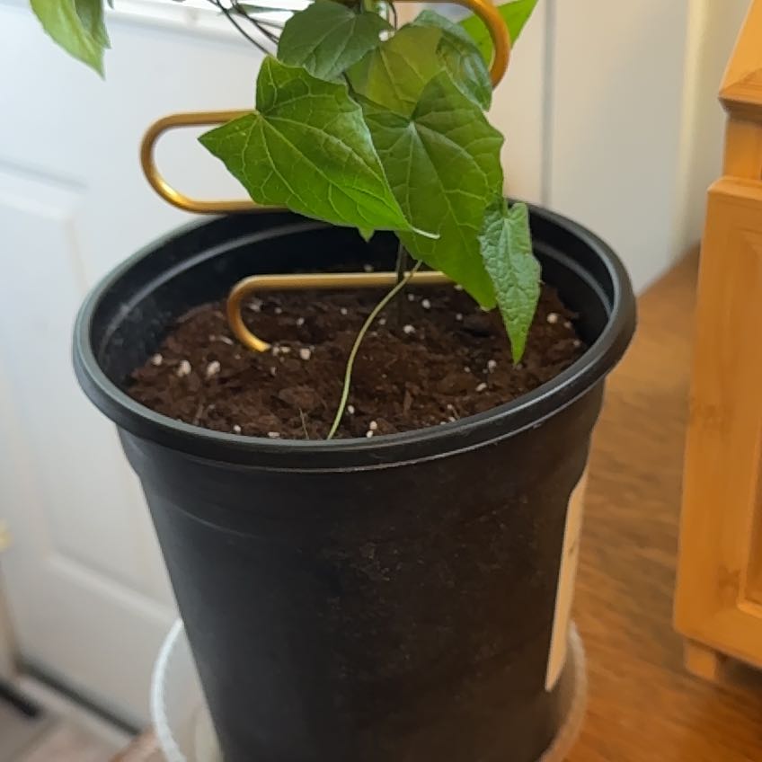 Photo of the plant species Thunbergia 'Lisa' by @WarrantedTule35 named Bella on Greg, the plant care app