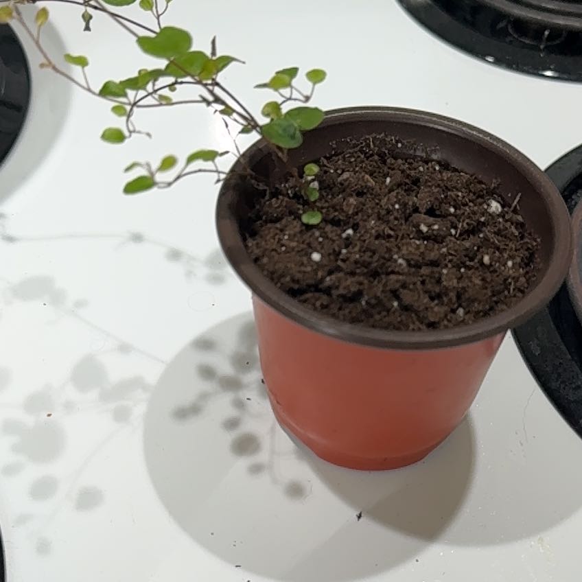 Photo of the plant species Wire Vine by @WarrantedTule35 named Michelle Branch on Greg, the plant care app