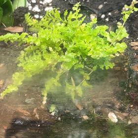 Photo of the plant species Water Dropwort by @SavoryDuwei65 named Bella on Greg, the plant care app