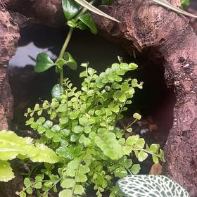 Photo of the plant species Green Spleenwort by @SavoryDuwei65 named Maya on Greg, the plant care app