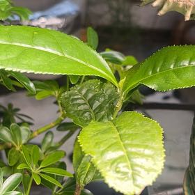 Photo of the plant species Tea by @SavoryDuwei65 named Michelle Branch on Greg, the plant care app
