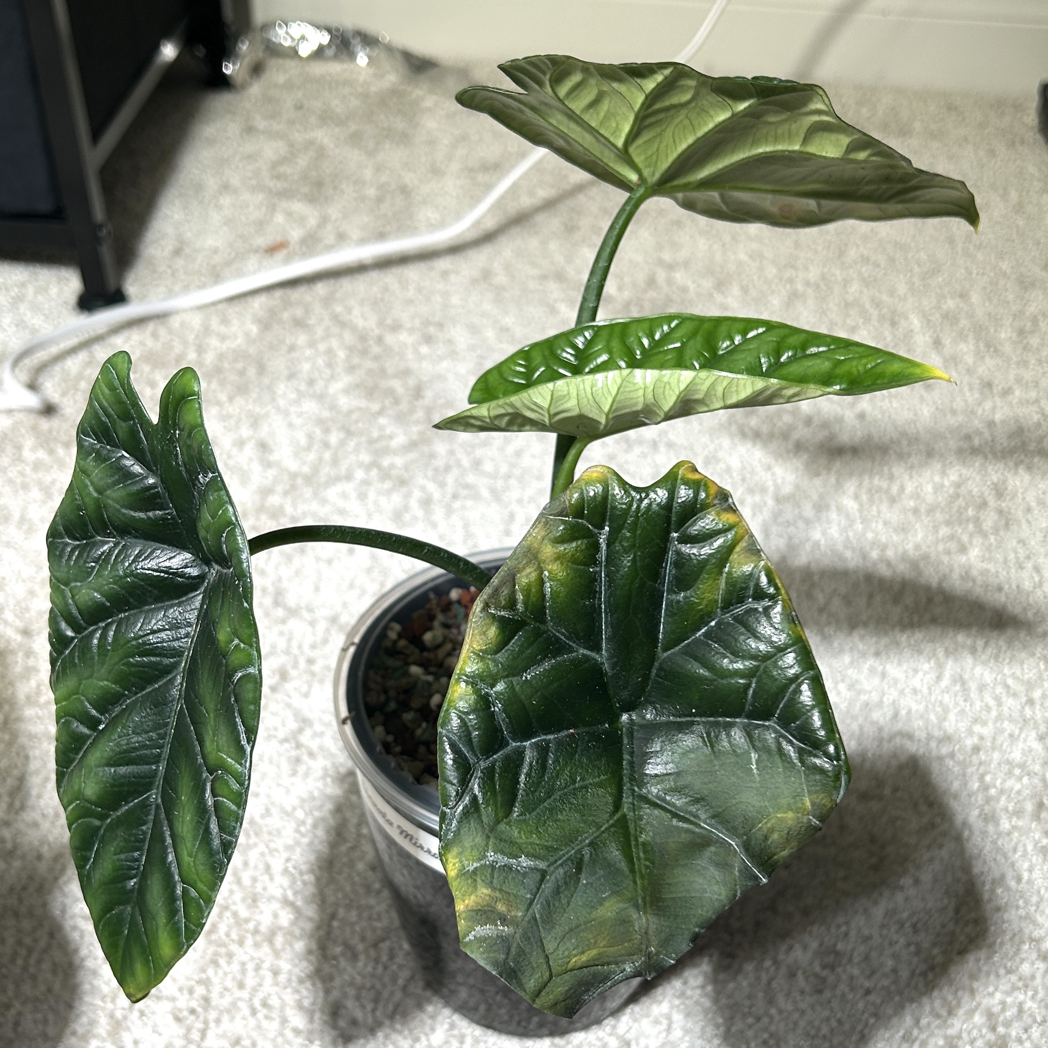 Photo of the plant species Jewel Alocasia by @JennJennATX named Sinuata on Greg, the plant care app