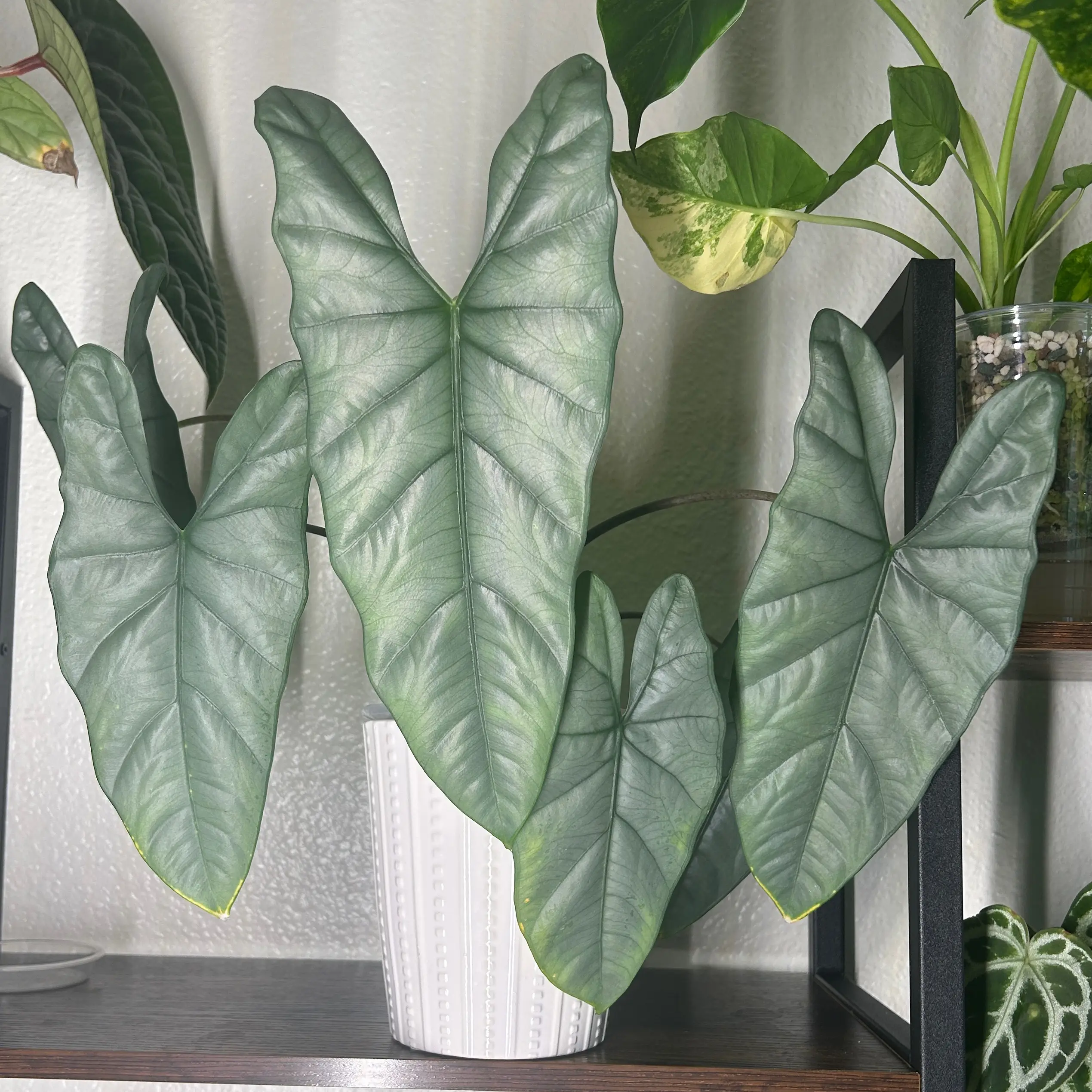 Photo of the plant species Alocasia by @JennJennATX named Corazon on Greg, the plant care app