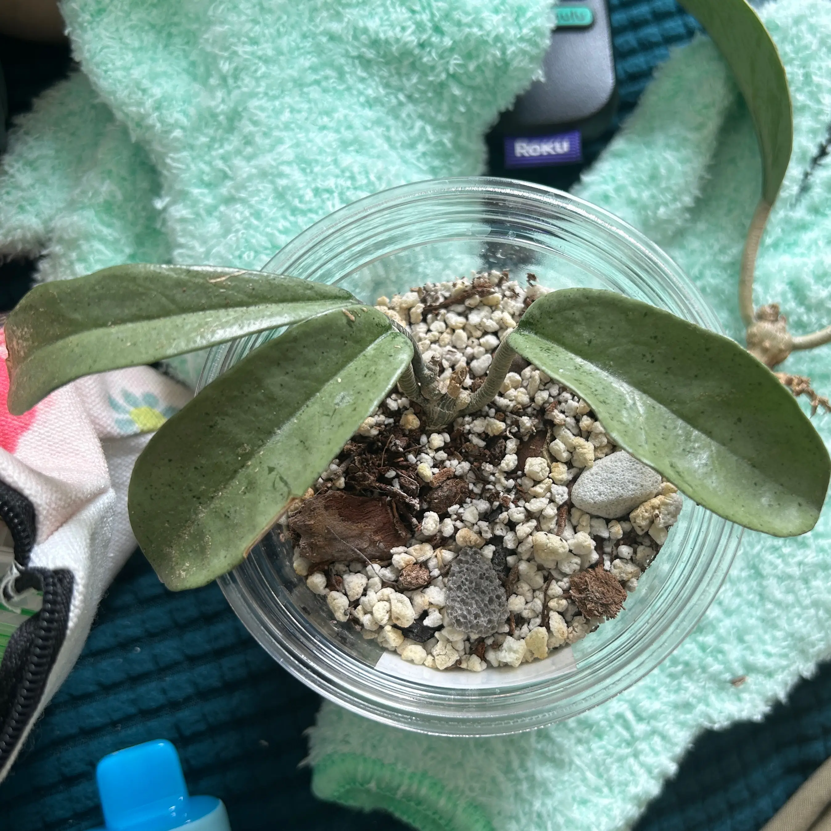 Photo of the plant species Hoya Silver Dollar by @JennJennATX named Hoya Grey Ghost on Greg, the plant care app