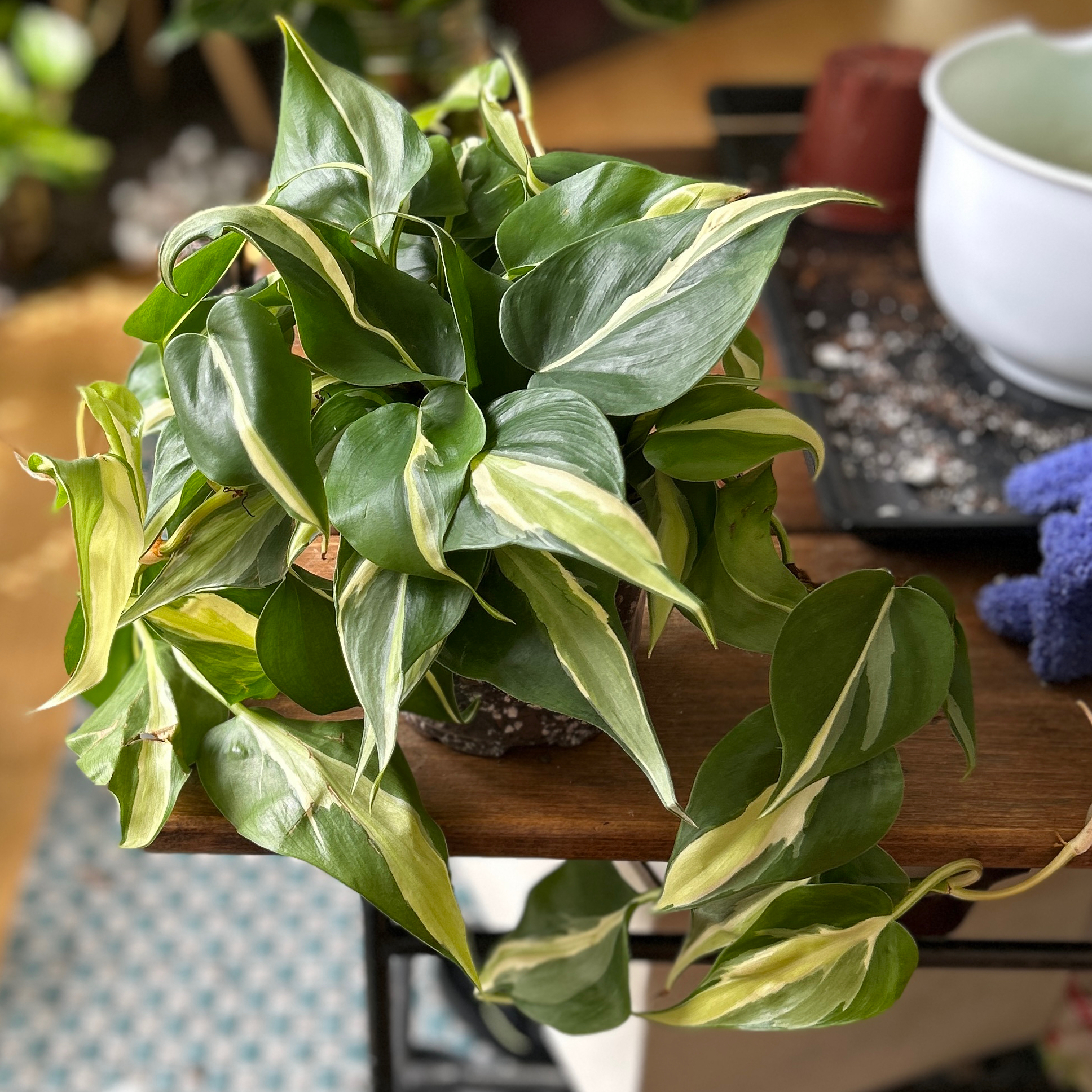 Photo of the plant species Philodendron 'Cream Splash' by @JennJennATX named Dolores on Greg, the plant care app
