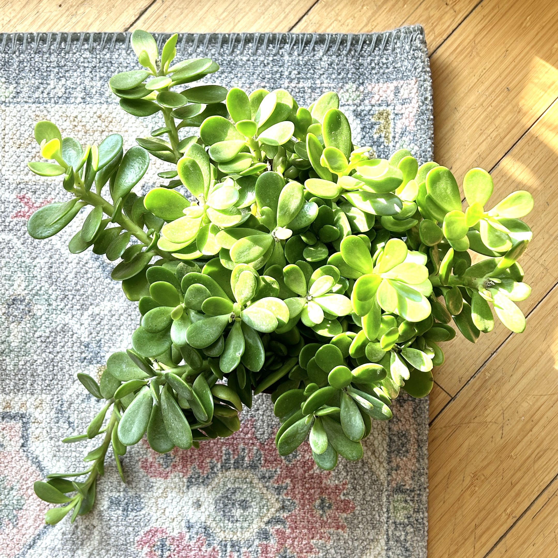 Photo of the plant species Trailing Jade by @JennJennATX named Jade on Greg, the plant care app