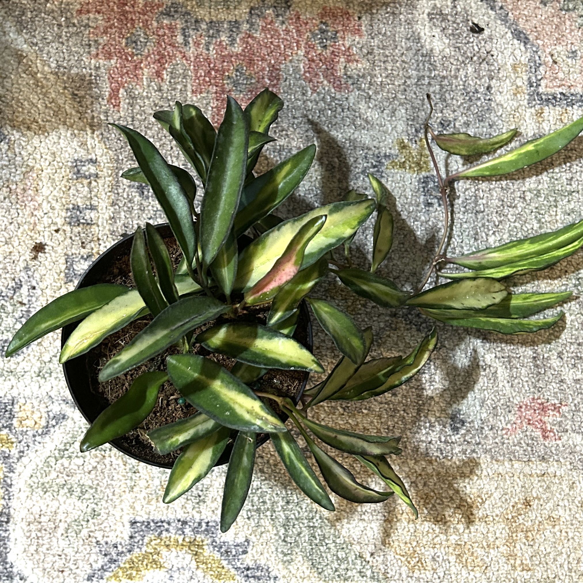 Photo of the plant species Stringbean Hoya by @JennJennATX named Stringbean on Greg, the plant care app