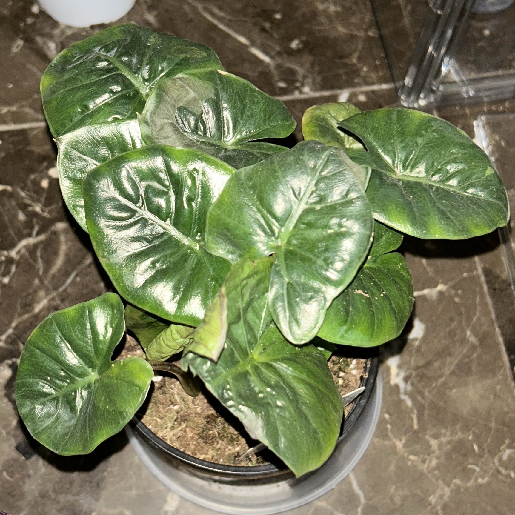 Photo of the plant species Elephant Ear by @JennJennATX named Dumbo on Greg, the plant care app