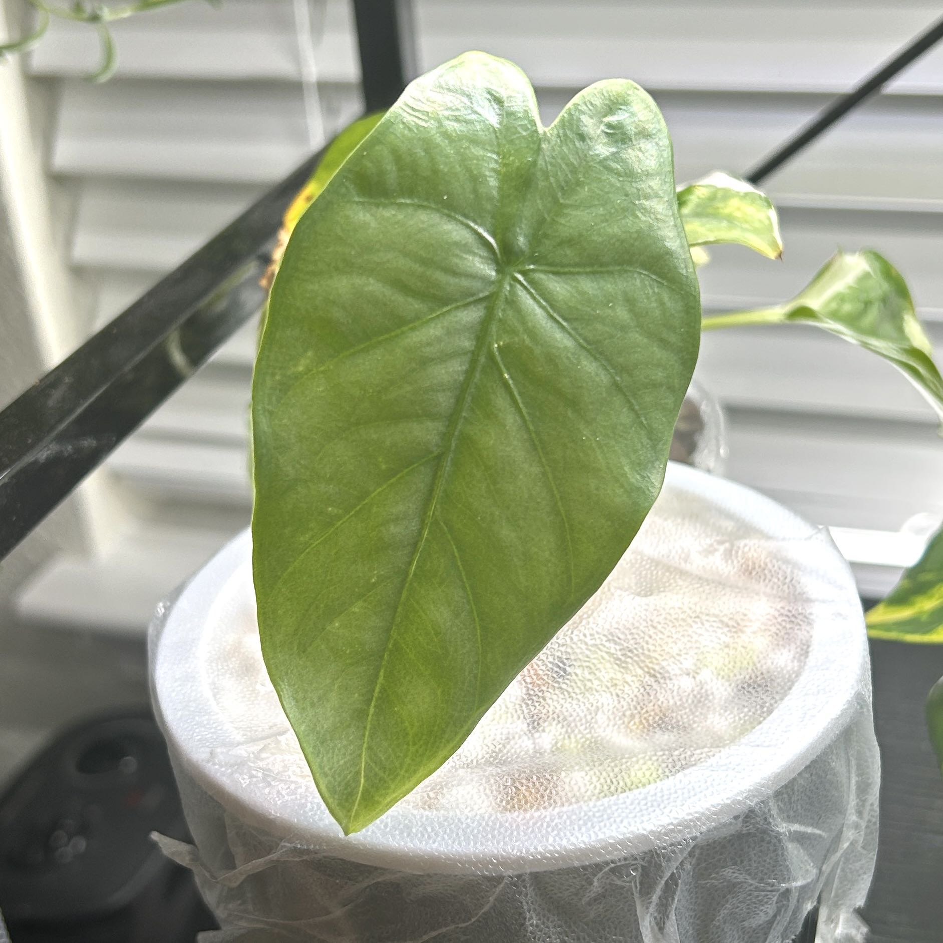 Photo of the plant species Alocasia by @JennJennATX named Corazon on Greg, the plant care app