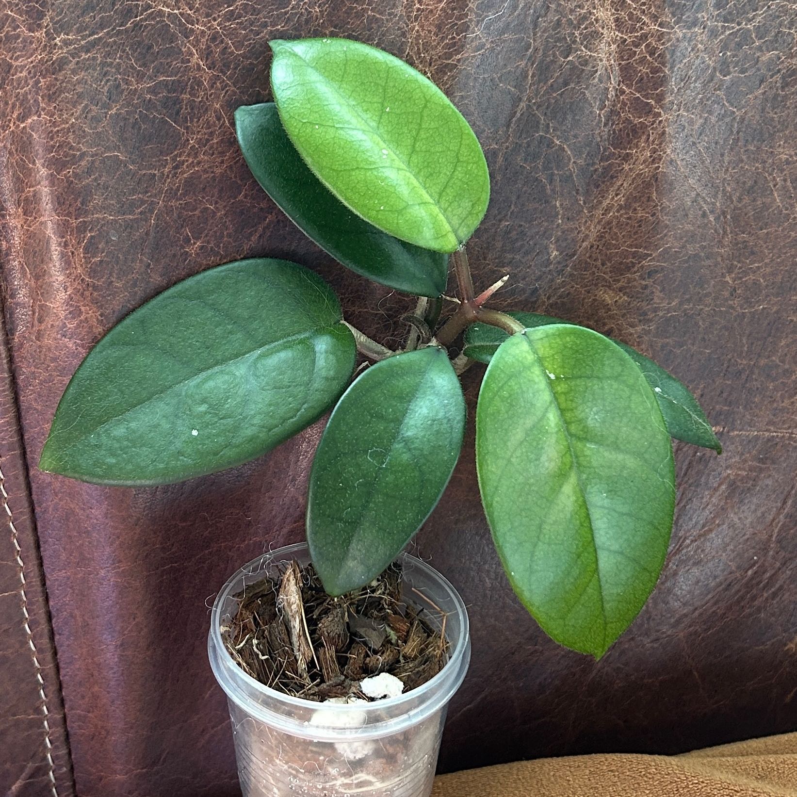 Photo of the plant species Porcelain Flower by @JennJennATX named Sigmund on Greg, the plant care app