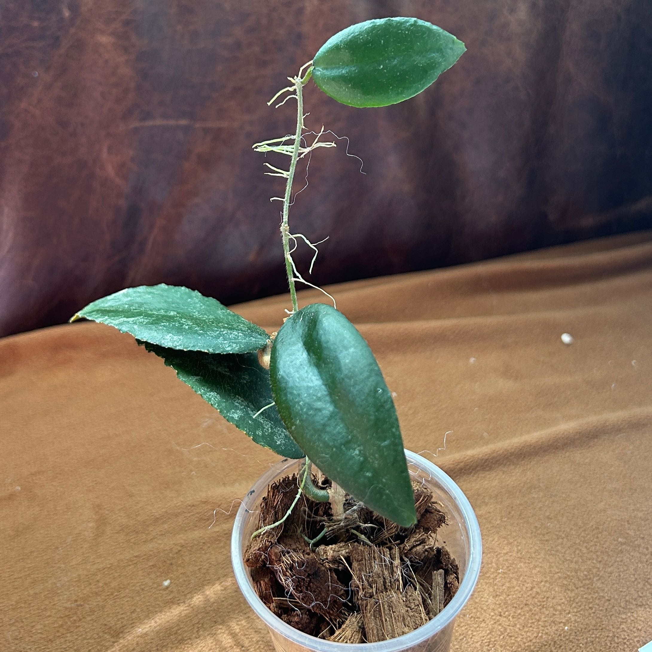 Photo of the plant species Hoya caudata Sumatra by @JennJennATX named Lebron on Greg, the plant care app