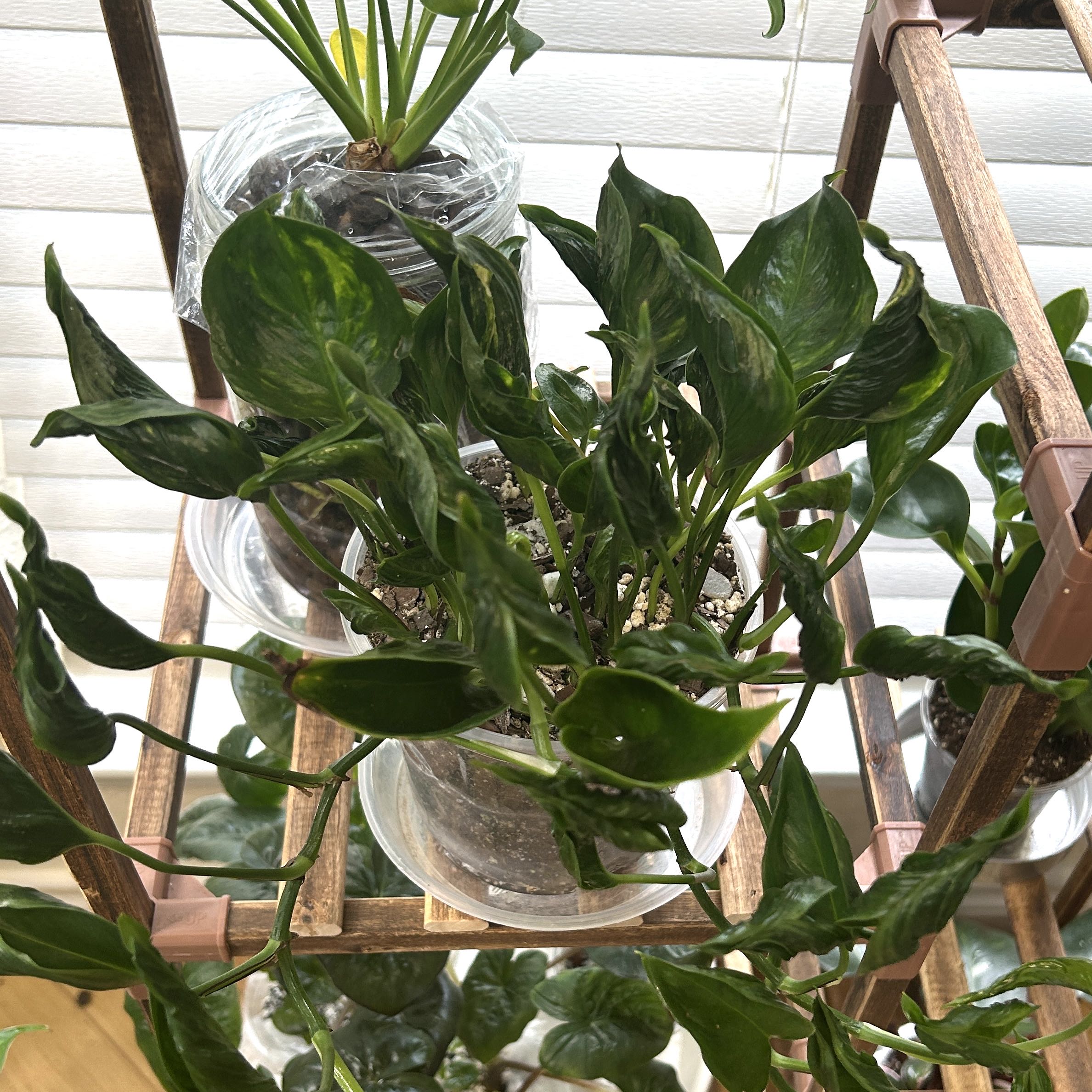 Photo of the plant species Pothos 'Shangri La' by @JennJennATX named ChloroPhil on Greg, the plant care app