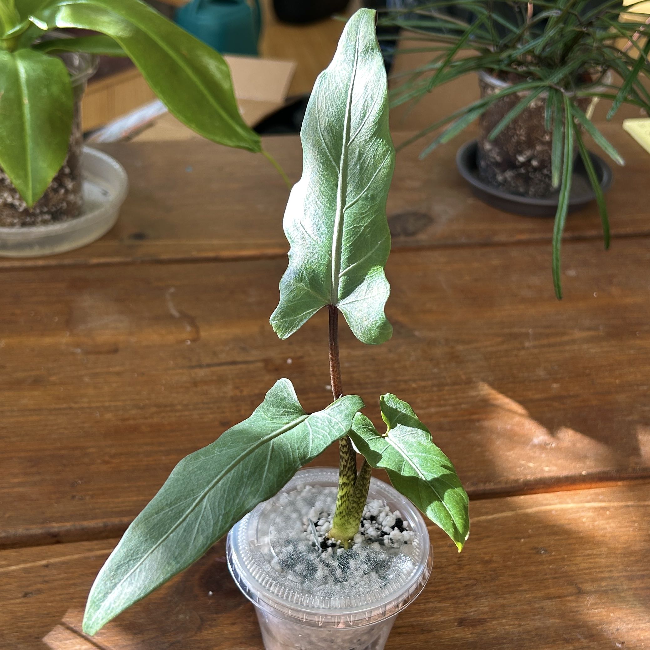 Photo of the plant species Purple Sword by @JennJennATX named Lavender on Greg, the plant care app