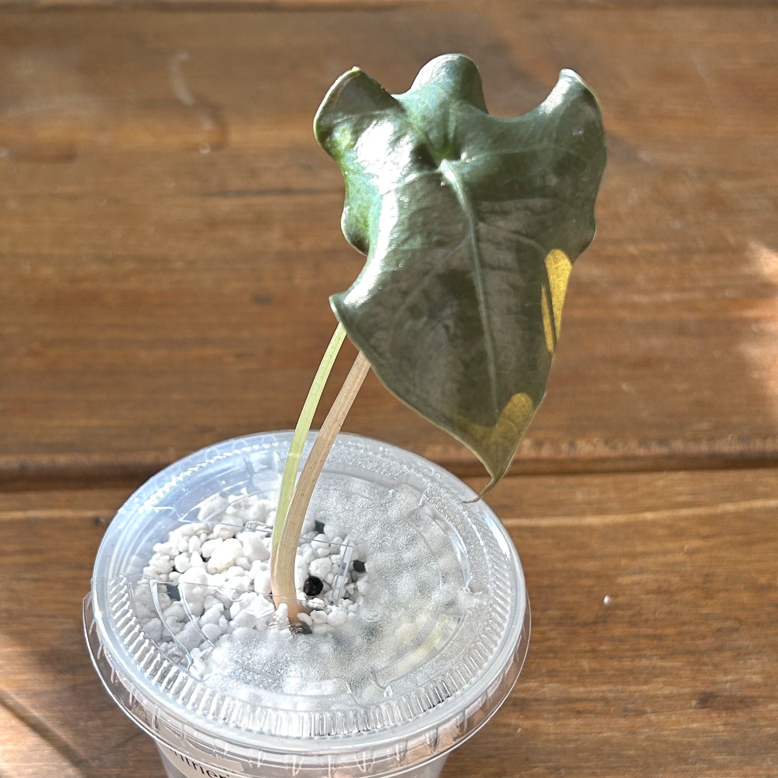 Photo of the plant species Alocasia by @JennJennATX named Surya on Greg, the plant care app