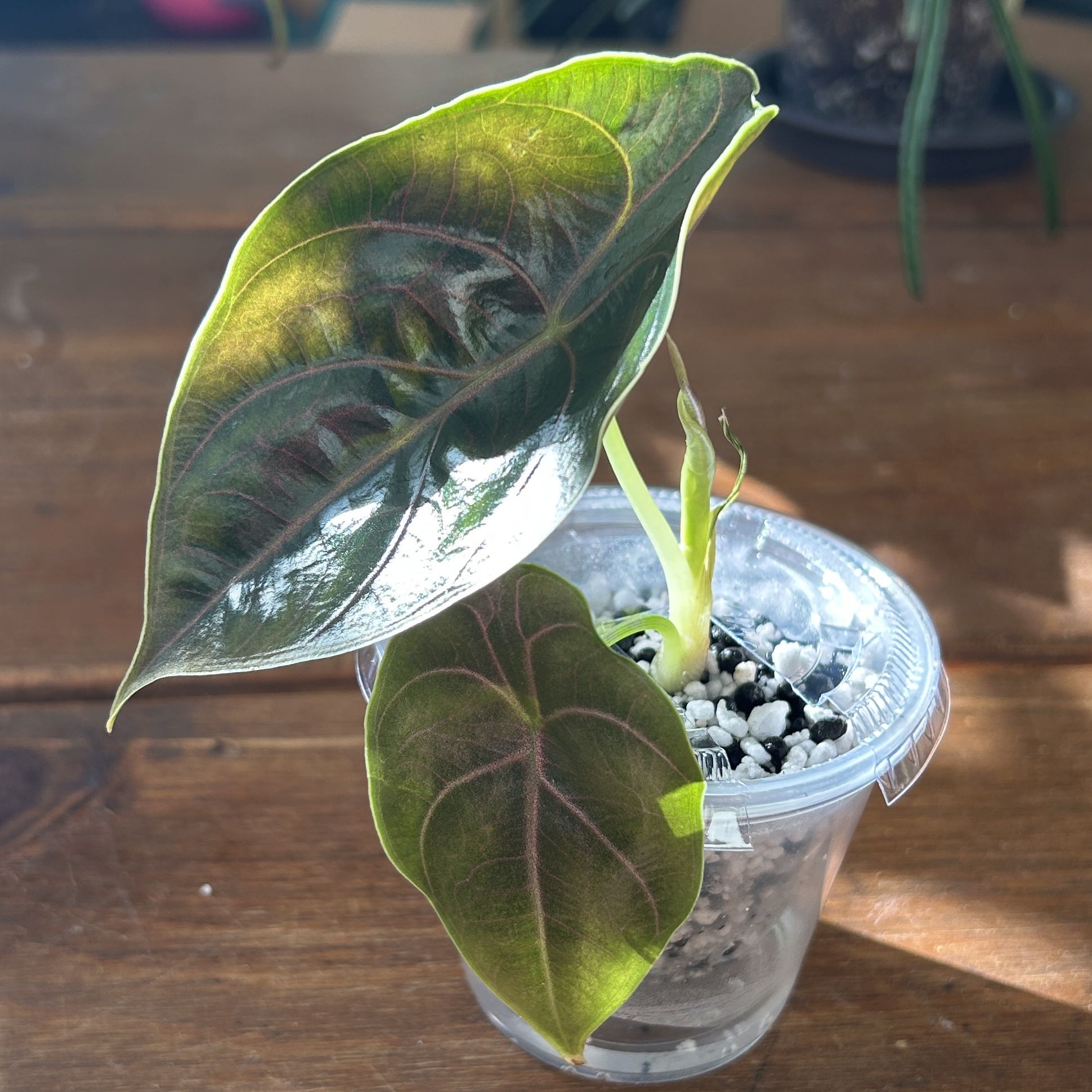 Photo of the plant species Red Mambo by @JennJennATX named Kobe on Greg, the plant care app