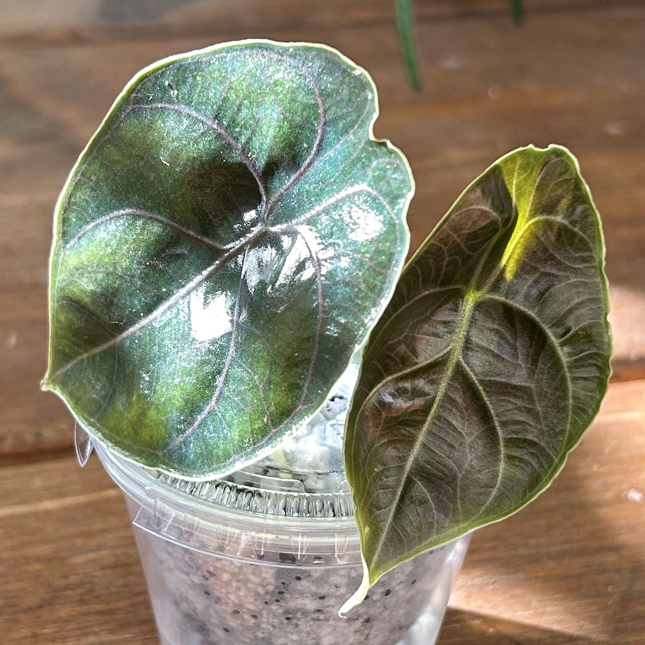 Photo of the plant species Red Mambo by @JennJennATX named Orlando Bloom on Greg, the plant care app