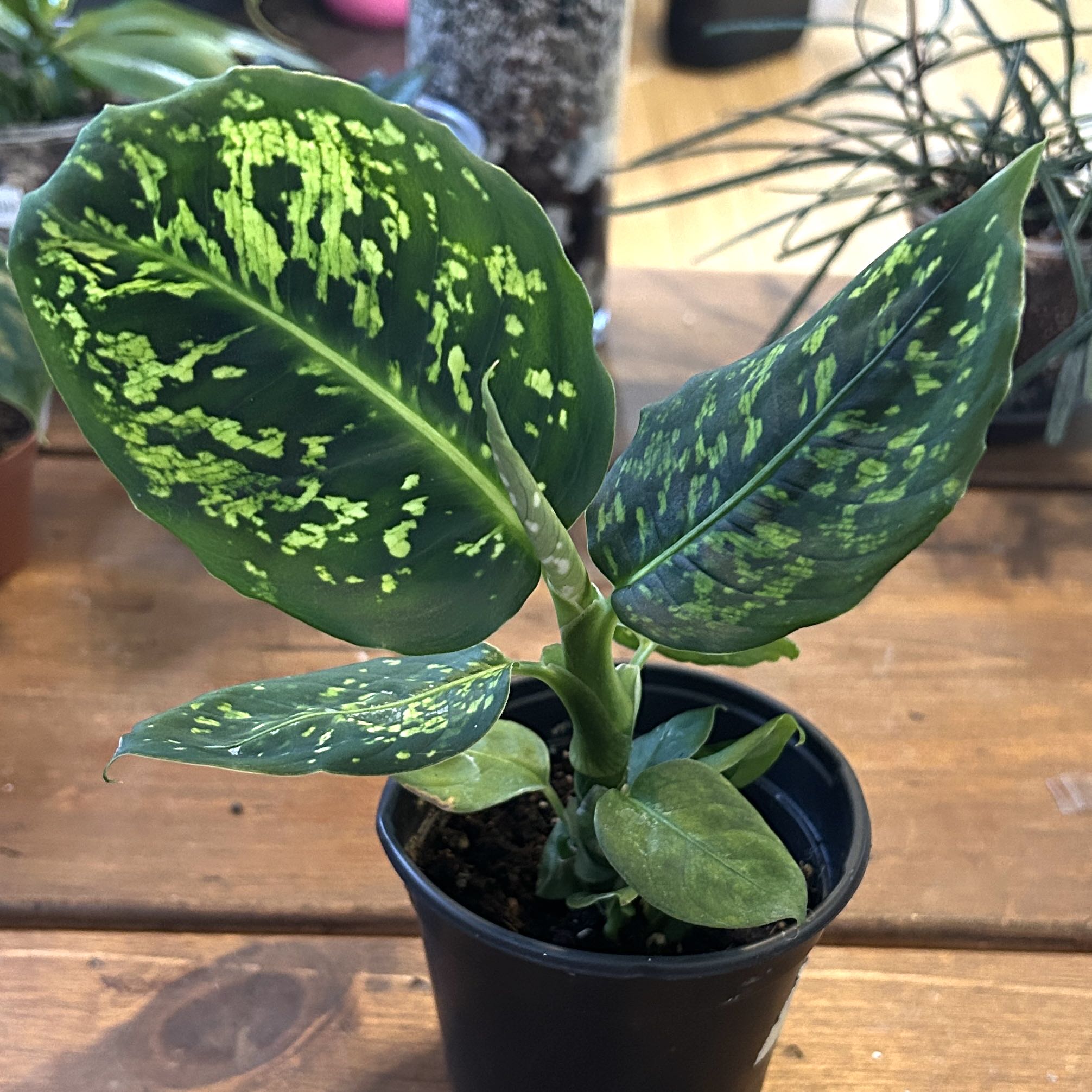 Photo of the plant species Diffenbachia reflector by @JennJennATX named Nemo on Greg, the plant care app