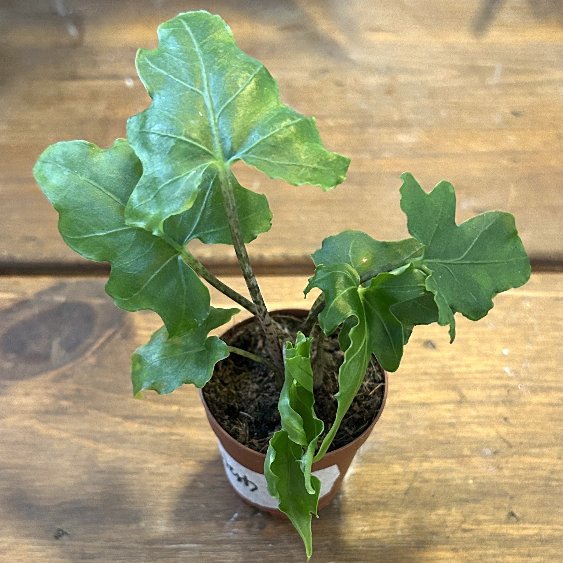 Photo of the plant species Alocasia brancifolia by @JennJennATX named Diana on Greg, the plant care app