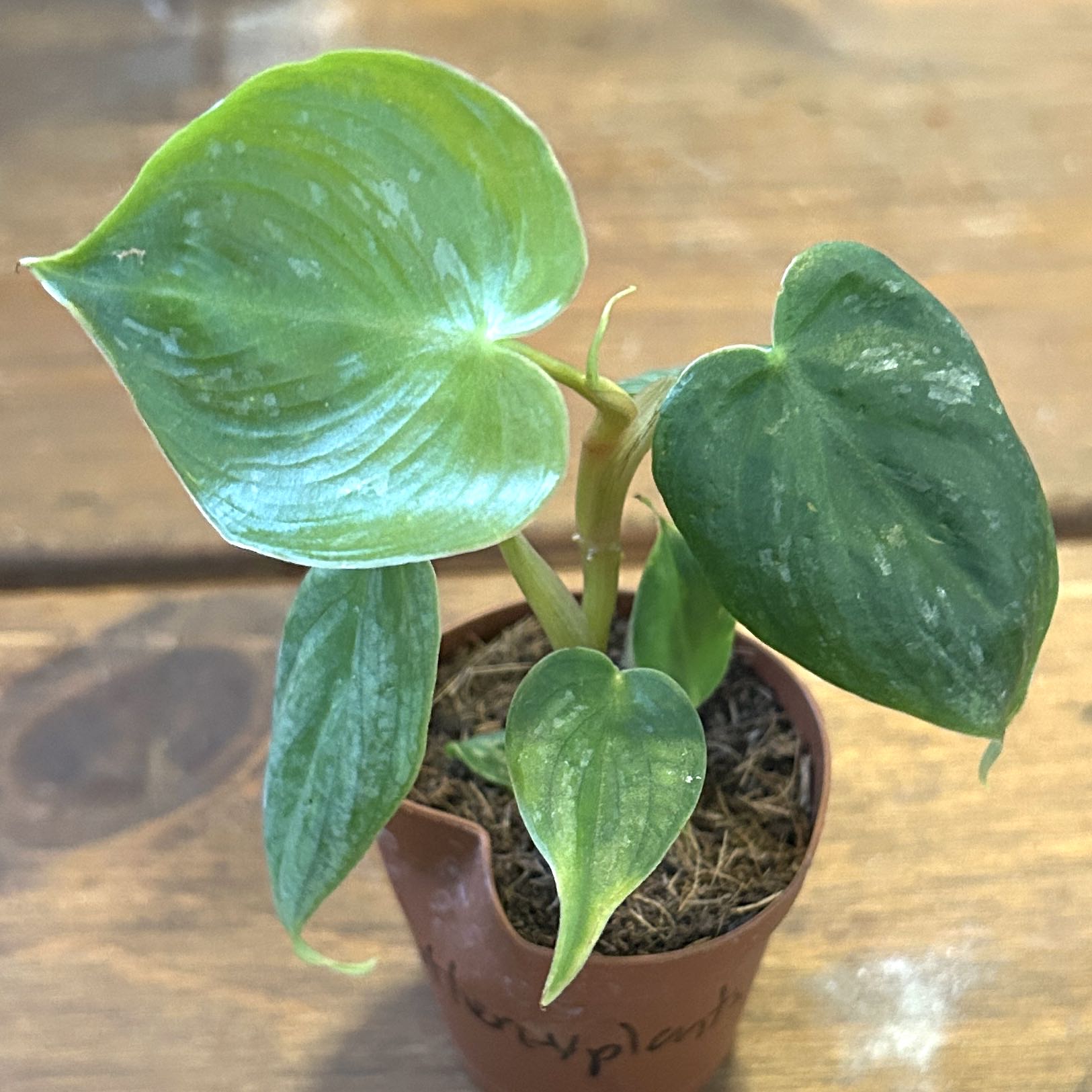 Photo of the plant species Philodendron 'Majestic' by @JennJennATX named Fernie Mac on Greg, the plant care app