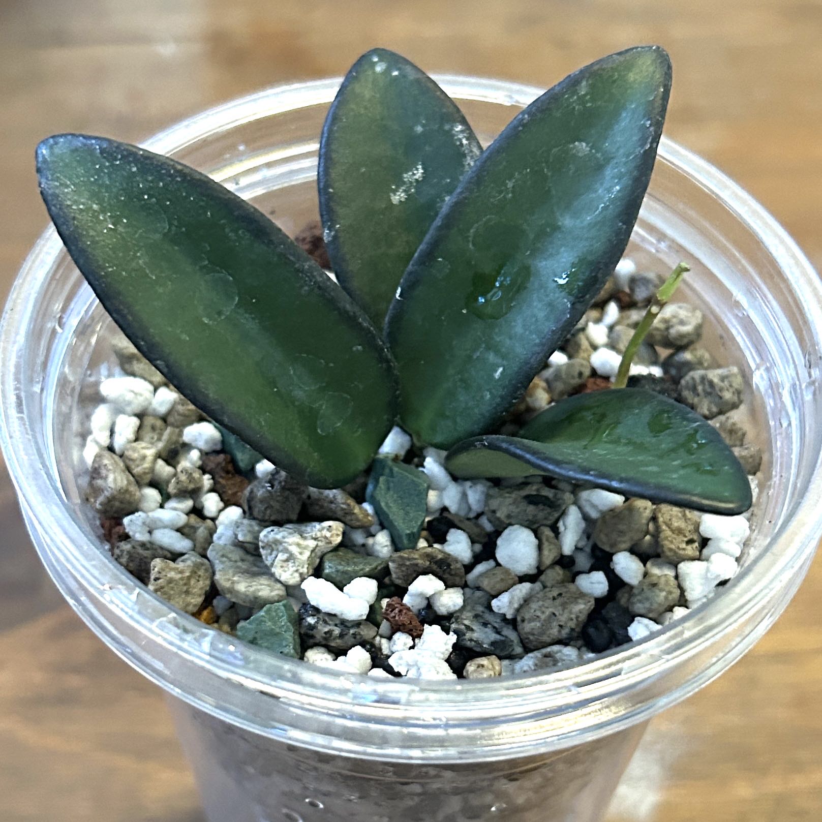 Photo of the plant species Hota Rosita by @JennJennATX named Drake on Greg, the plant care app