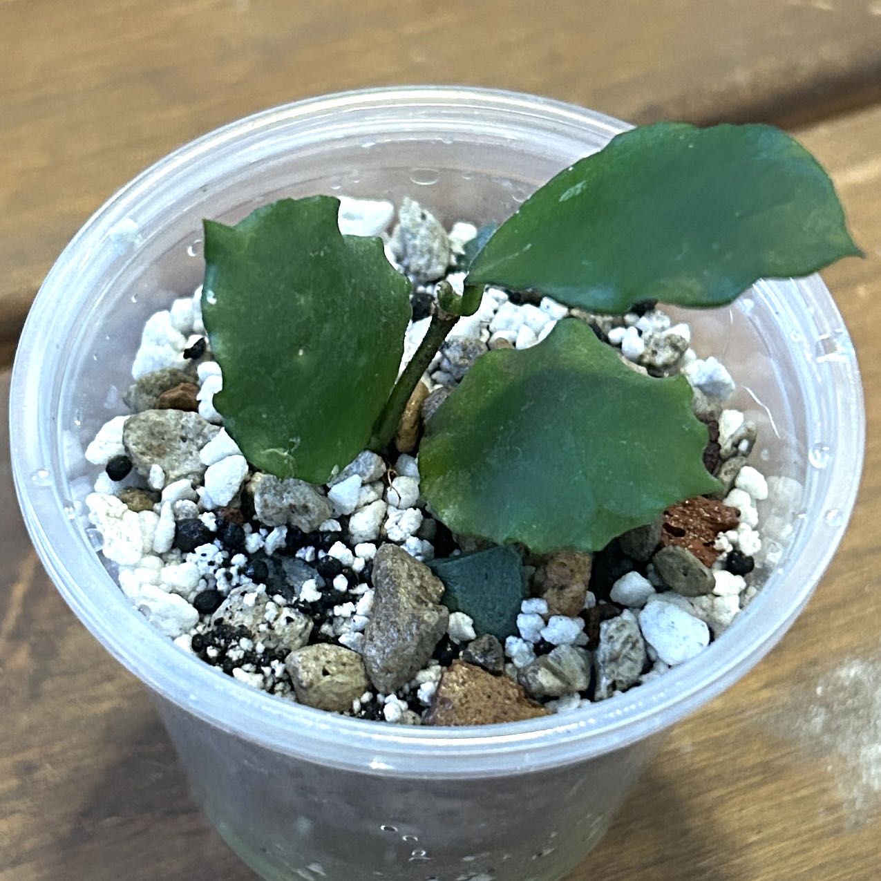 Photo of the plant species Hoya endauensis by @JennJennATX named Bieber on Greg, the plant care app