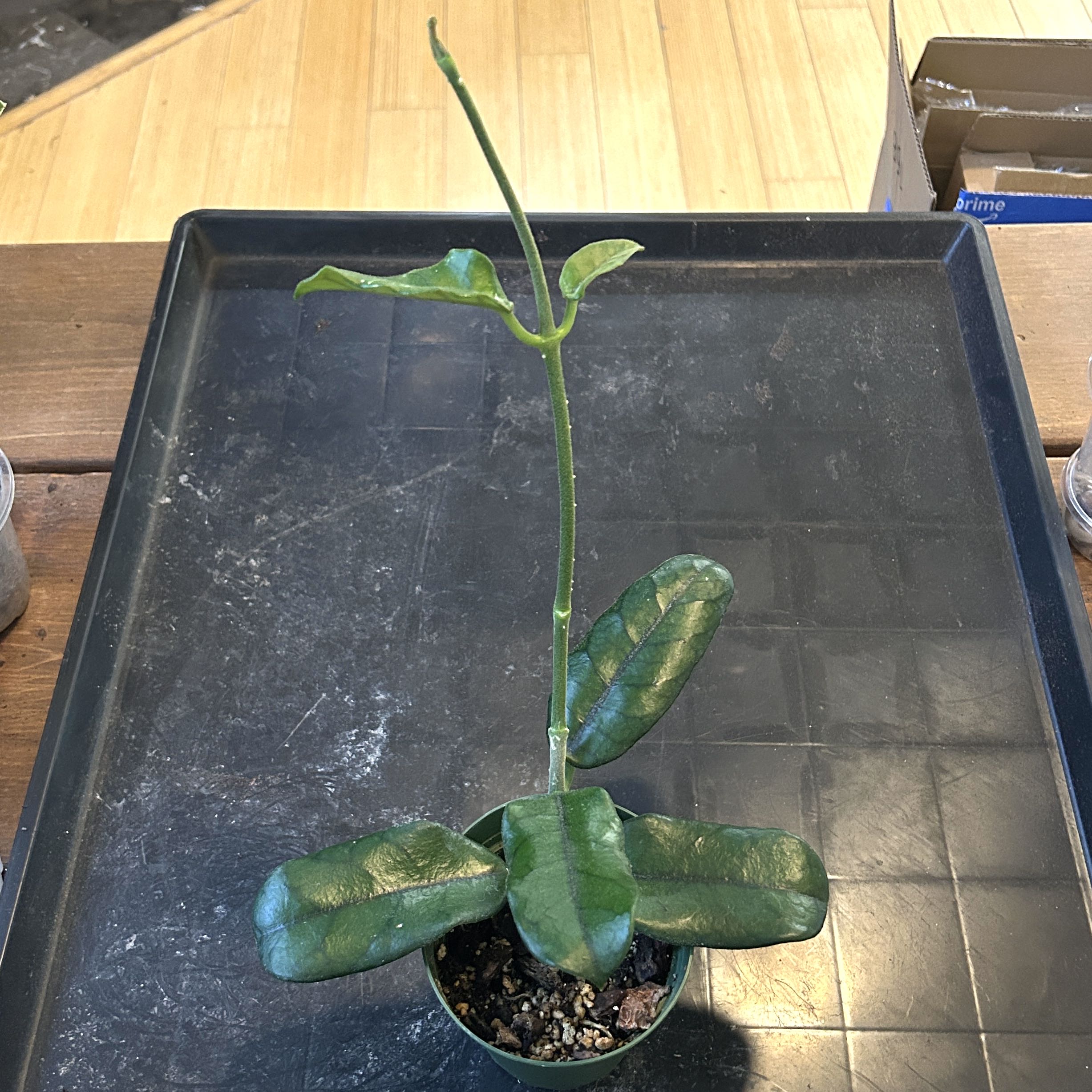 Photo of the plant species Hoya globulosa by @JennJennATX named Prince on Greg, the plant care app