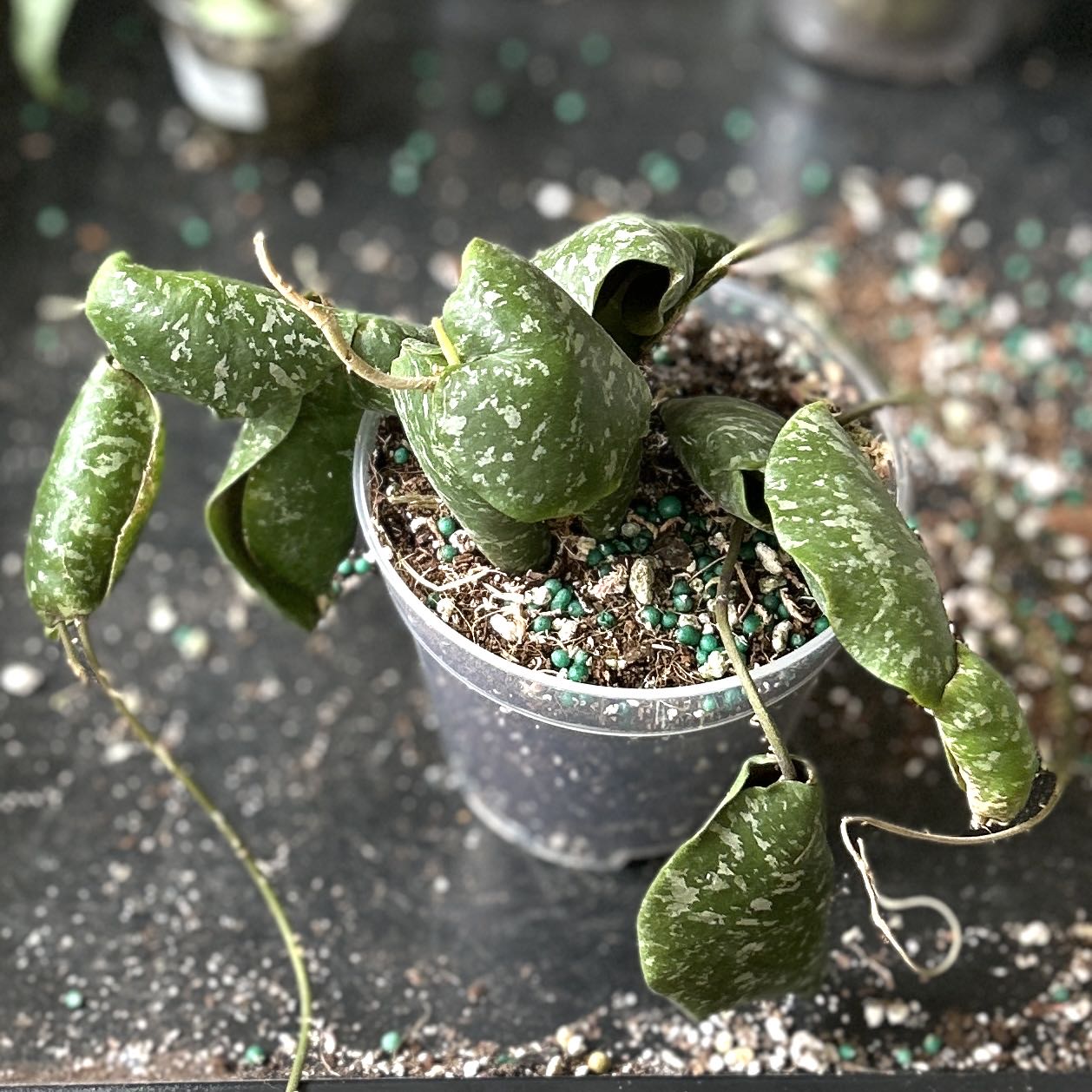 Photo of the plant species Hoya imbricata by @JennJennATX named Girlfrond on Greg, the plant care app