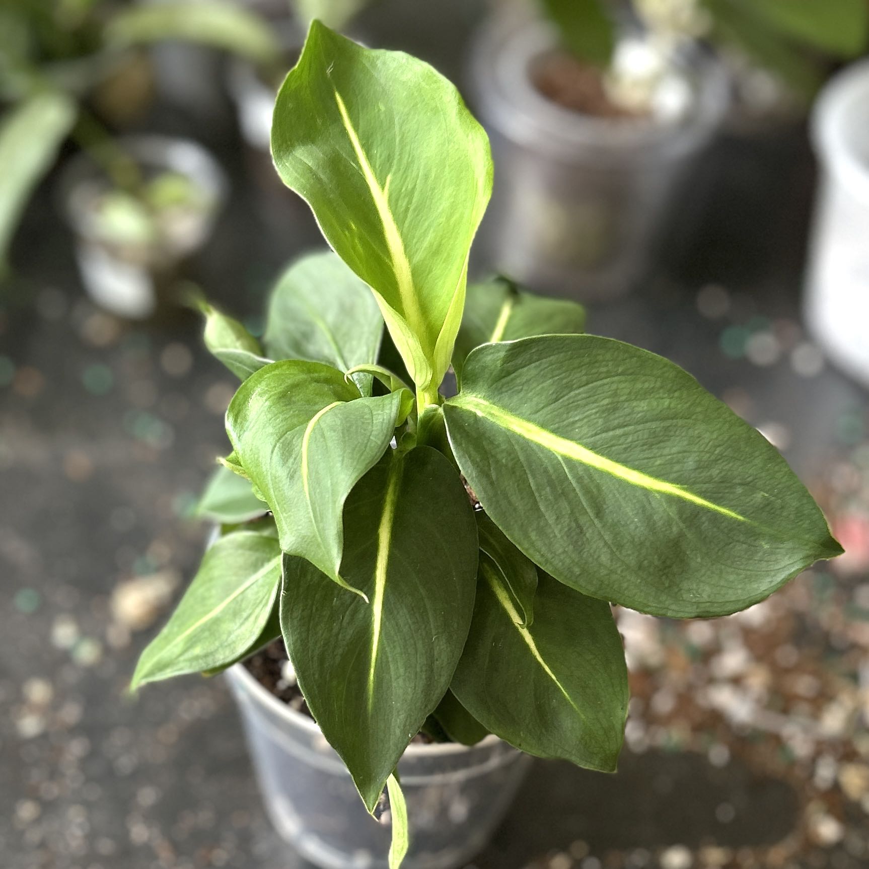 Photo of the plant species Green Magic Dumb Cane by @JennJennATX named Xena on Greg, the plant care app