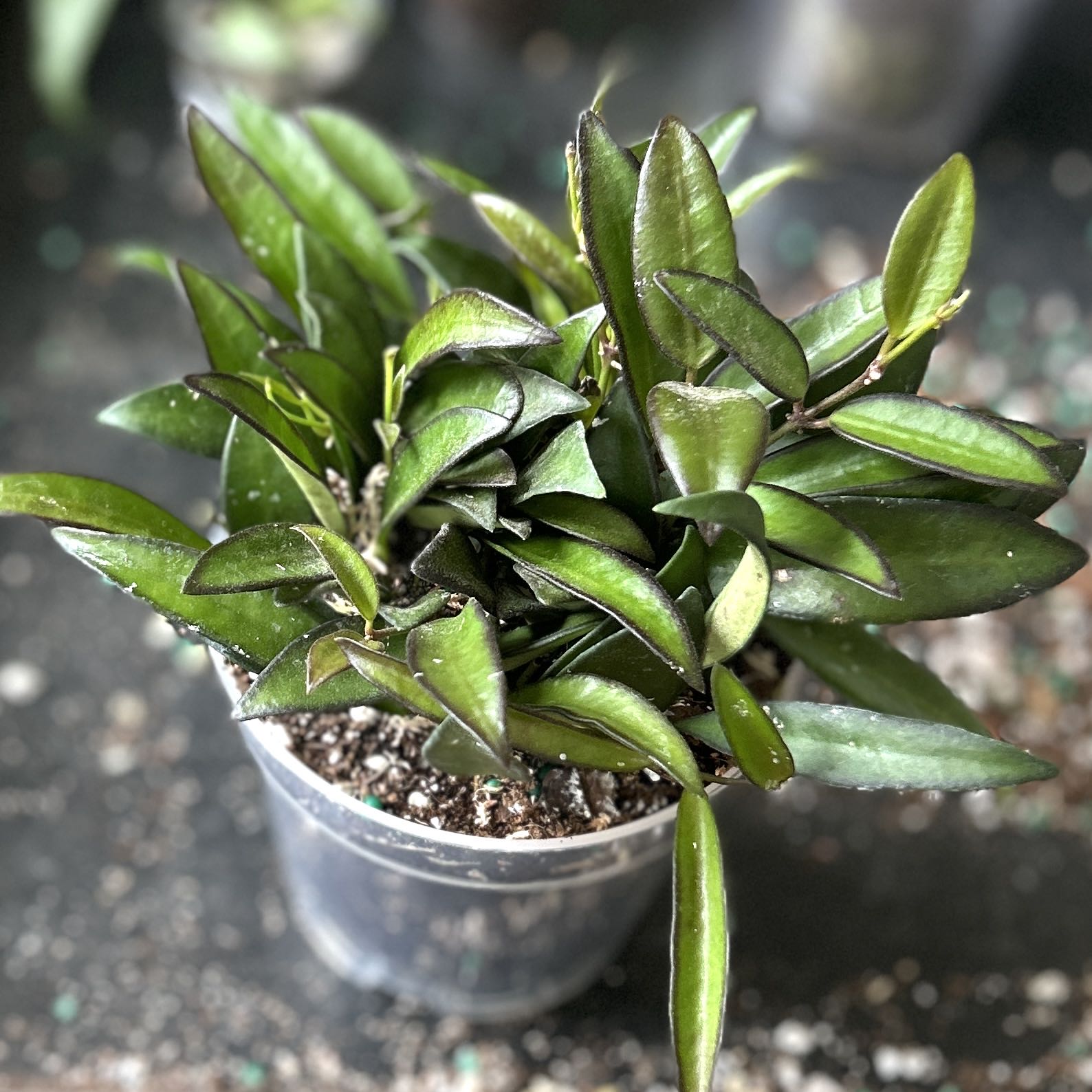 Photo of the plant species Hoya rosita 'Adrift' by @JennJennATX named Sahara on Greg, the plant care app