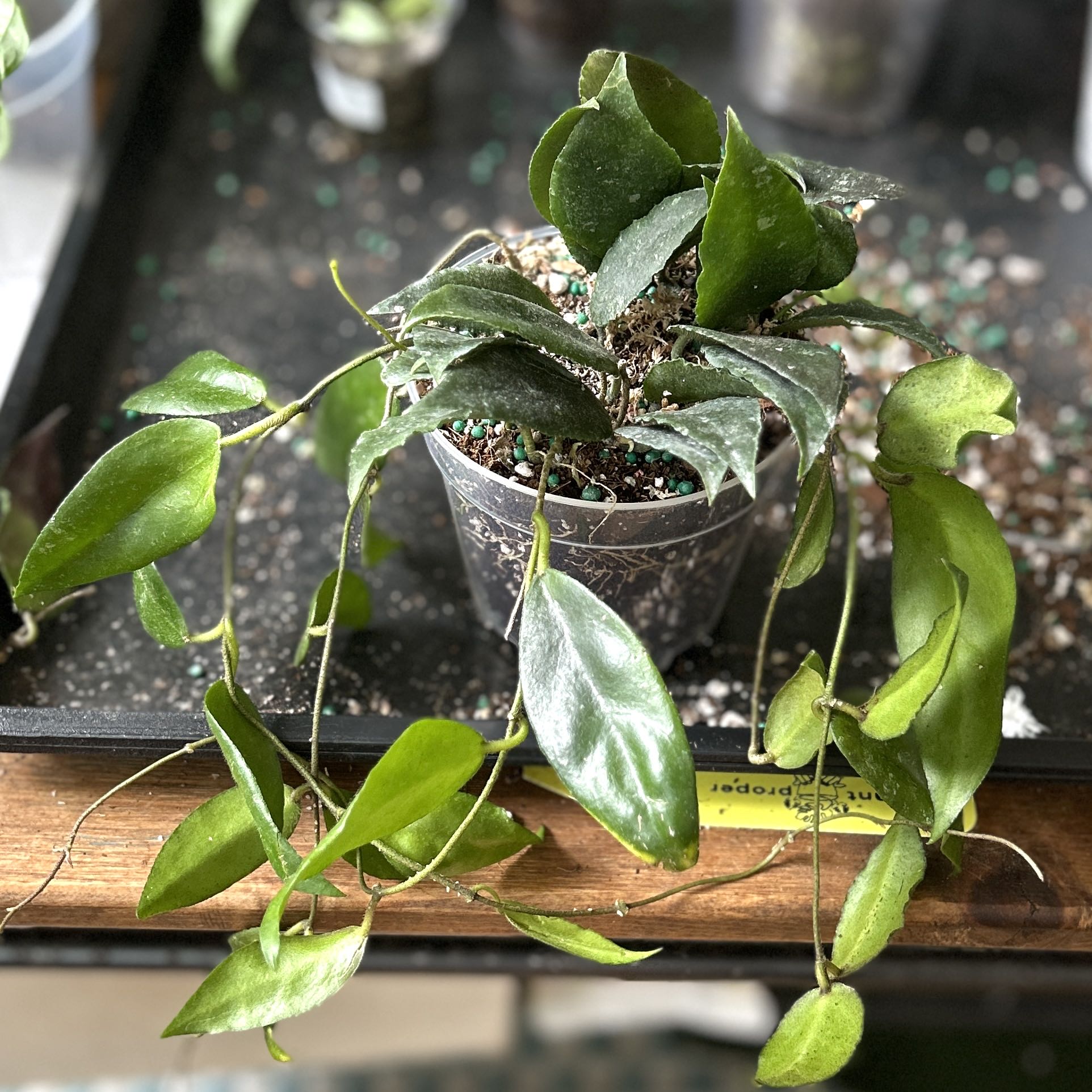 Photo of the plant species Hoya caudata Sumatra by @JennJennATX named Sproutacus on Greg, the plant care app