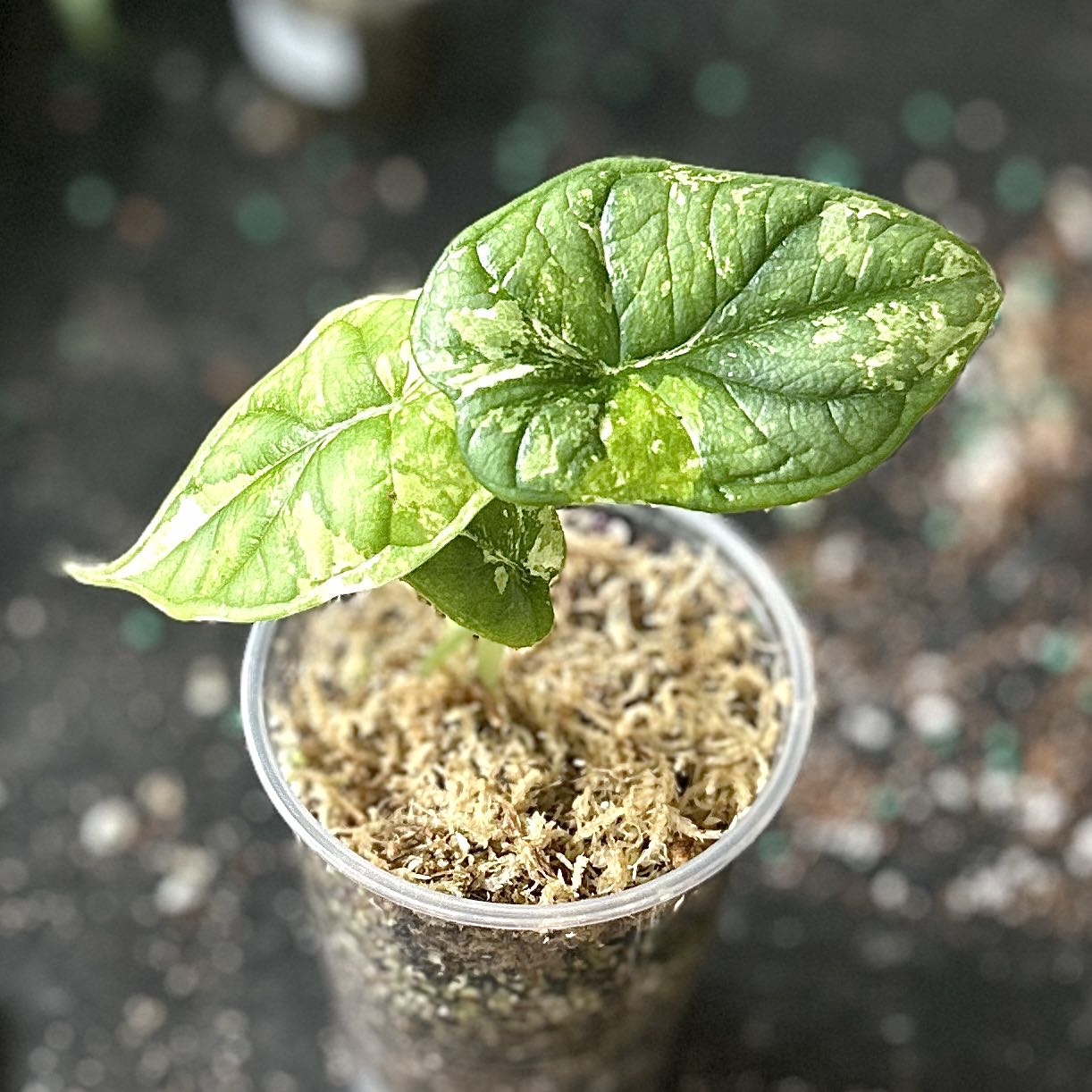 Photo of the plant species Alocasia Dragon Scale Mint by @JennJennATX named Rainier on Greg, the plant care app