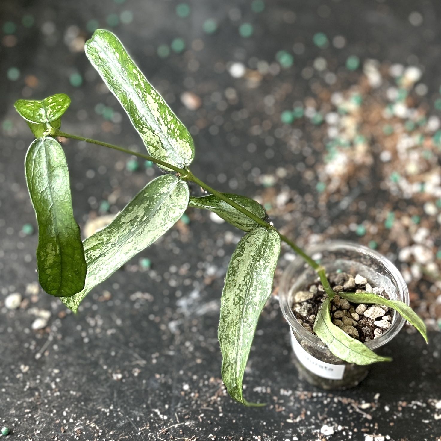 Photo of the plant species Hoya pandurata by @JennJennATX named Bigleef Smalls on Greg, the plant care app