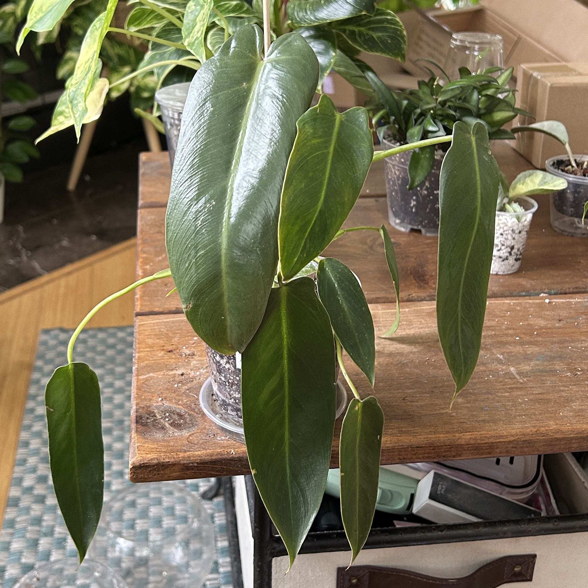 Photo of the plant species Philodendron Spiritus Sancti by @JennJennATX named Sanders on Greg, the plant care app