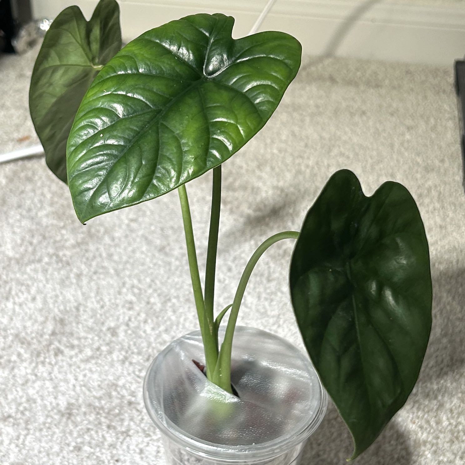 Photo of the plant species Alocasia Lukiwan by @JennJennATX named Walt on Greg, the plant care app