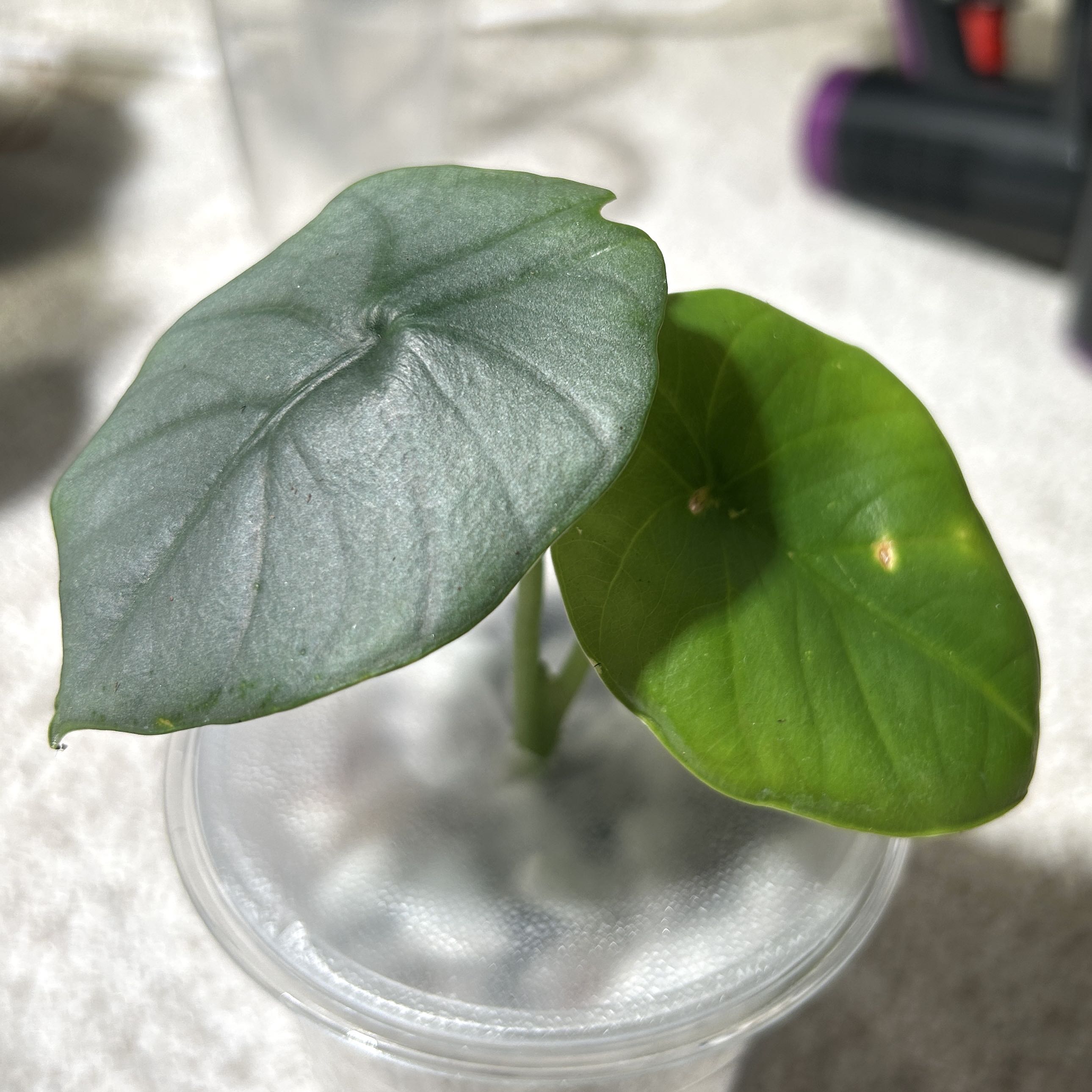 Photo of the plant species Alocasia Reginae Silver by @JennJennATX named Tolkien on Greg, the plant care app