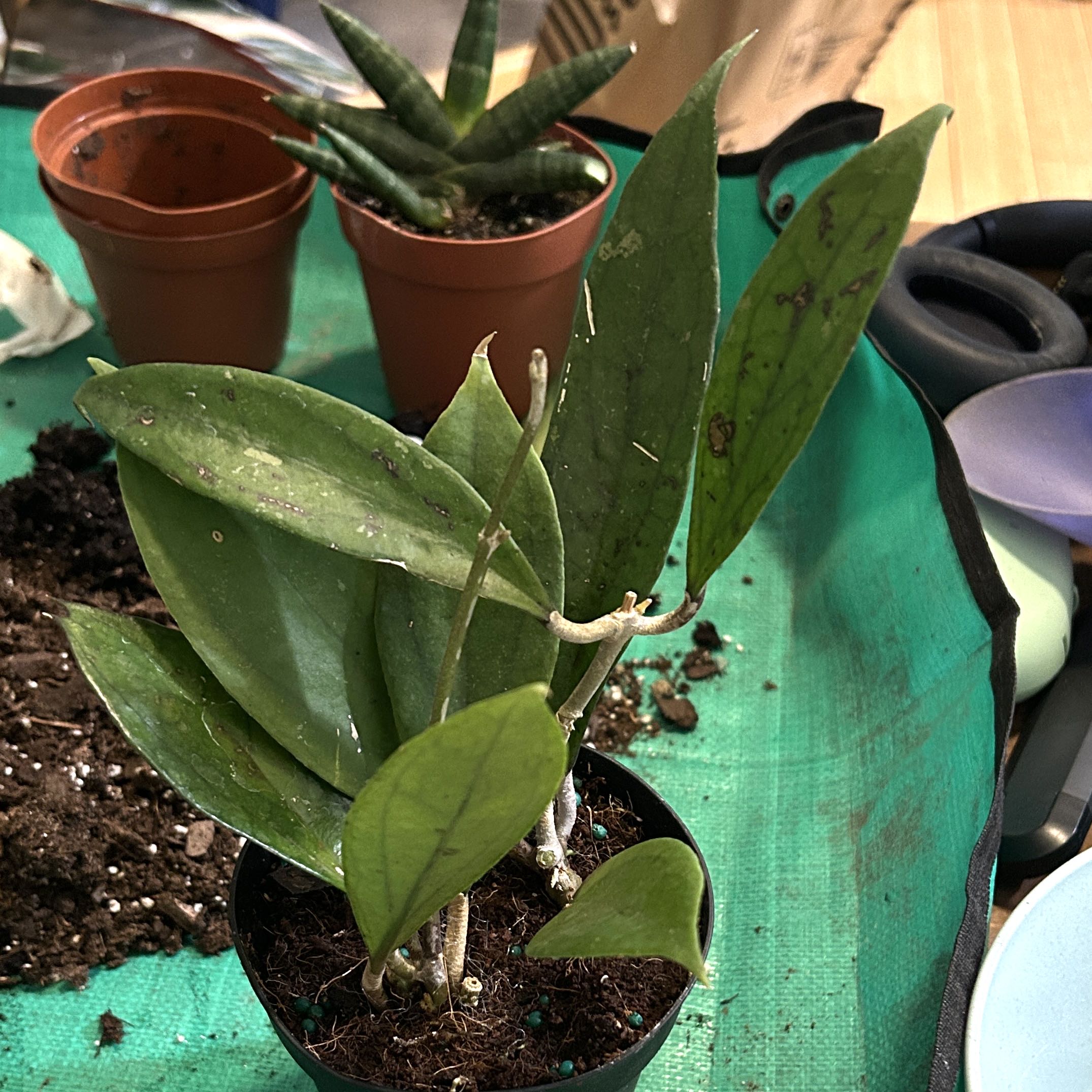 Photo of the plant species Hoya Jennifer by @JennJennATX named Joya on Greg, the plant care app