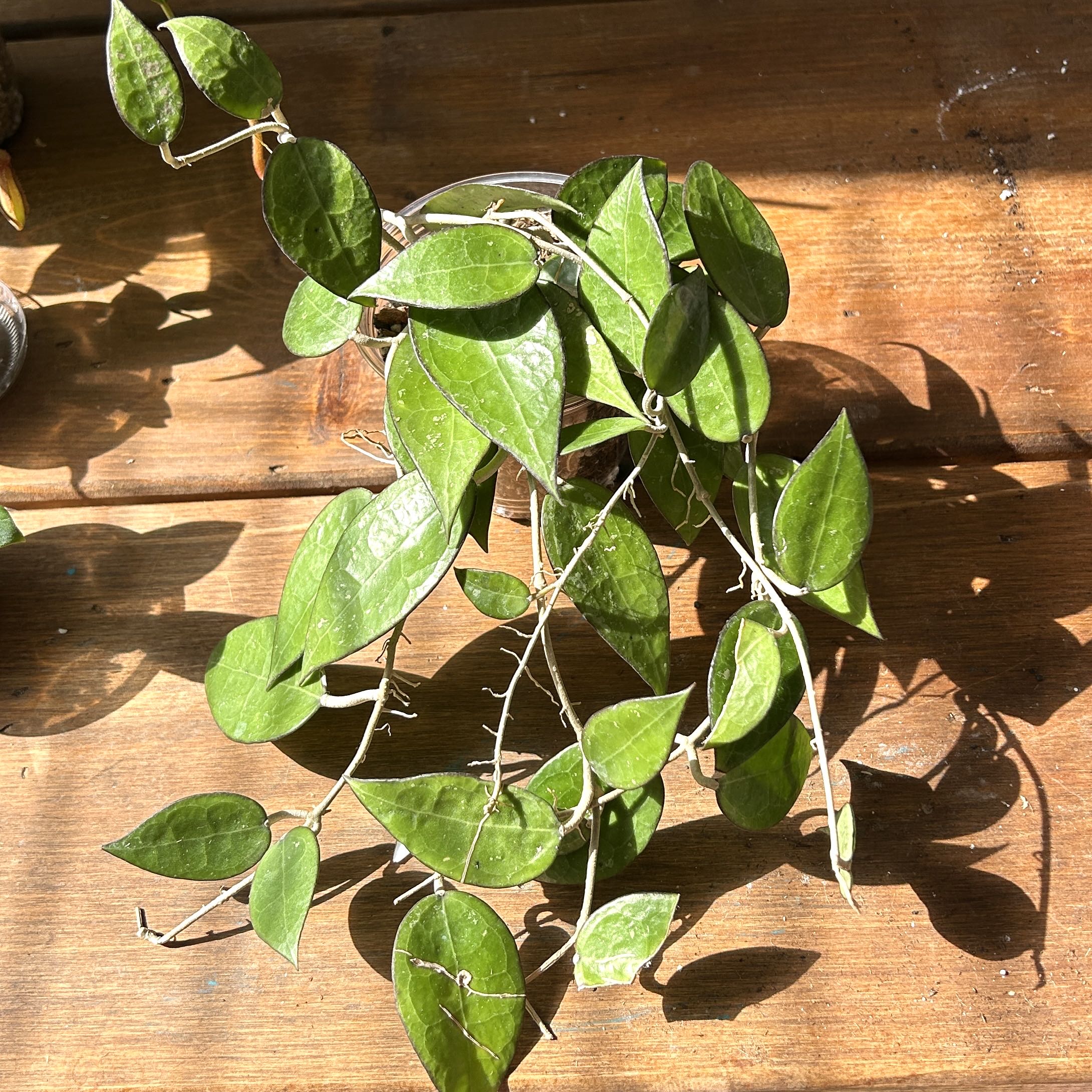 Photo of the plant species Hoya parasitica 'Black Margin' by @JennJennATX named Captain Plant-it on Greg, the plant care app