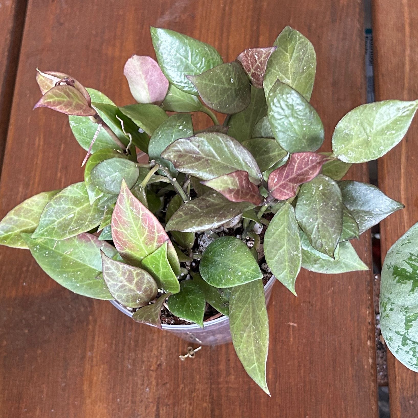 Photo of the plant species Hoya lacunosa by @JennJennATX named Sunrise on Greg, the plant care app