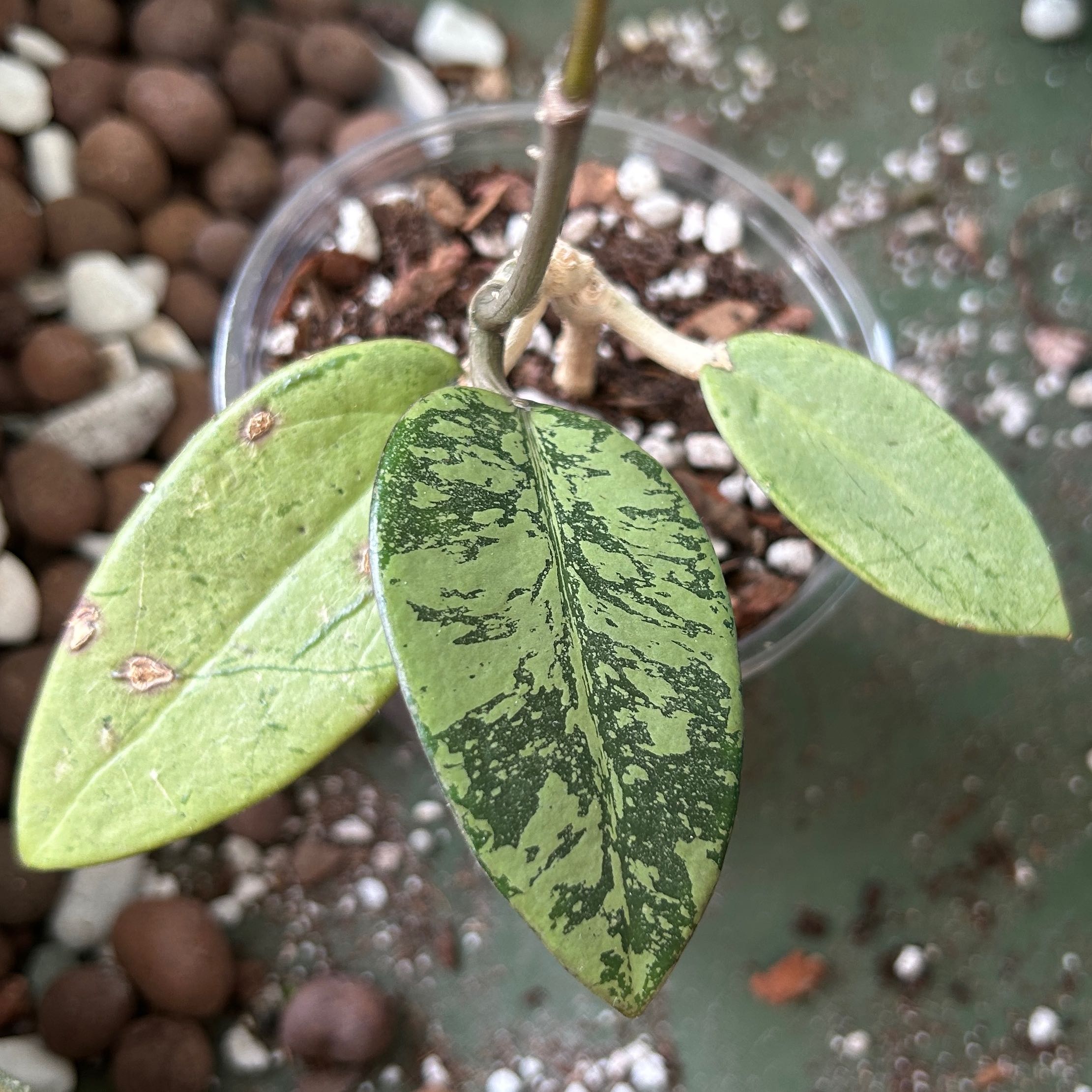 Photo of the plant species Hoya Silver Dollar by @JennJennATX named Sigmund on Greg, the plant care app