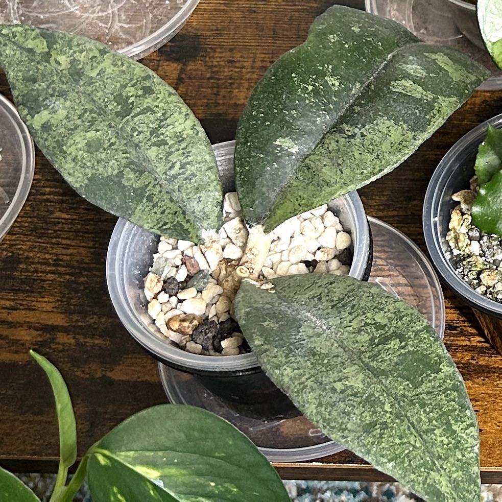 Photo of the plant species Hoya Finlaysonii by @JennJennATX named finlaysonii panggha silver on Greg, the plant care app