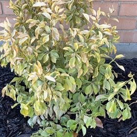 Photo of the plant species Golden Euonymus by @ComicSagebush named Curie on Greg, the plant care app