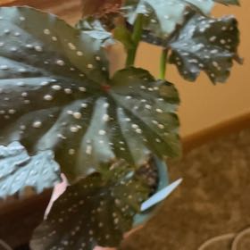 Photo of the plant species Sophia by @AngelCoyotemint named James Dean on Greg, the plant care app