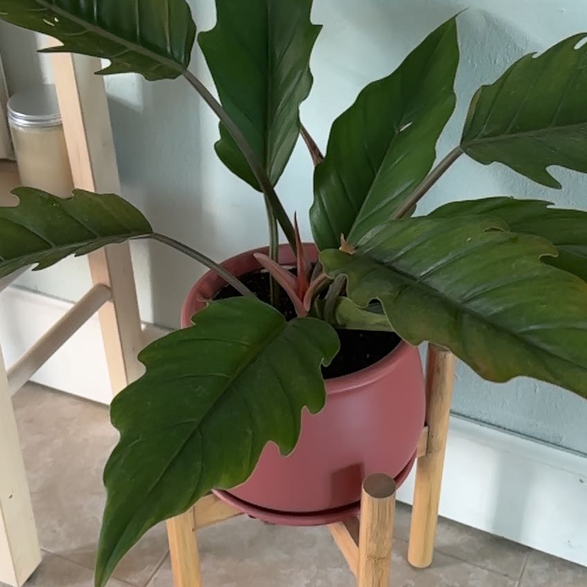 Photo of the plant species choco empress by @TopMoutanpeony named Luna on Greg, the plant care app