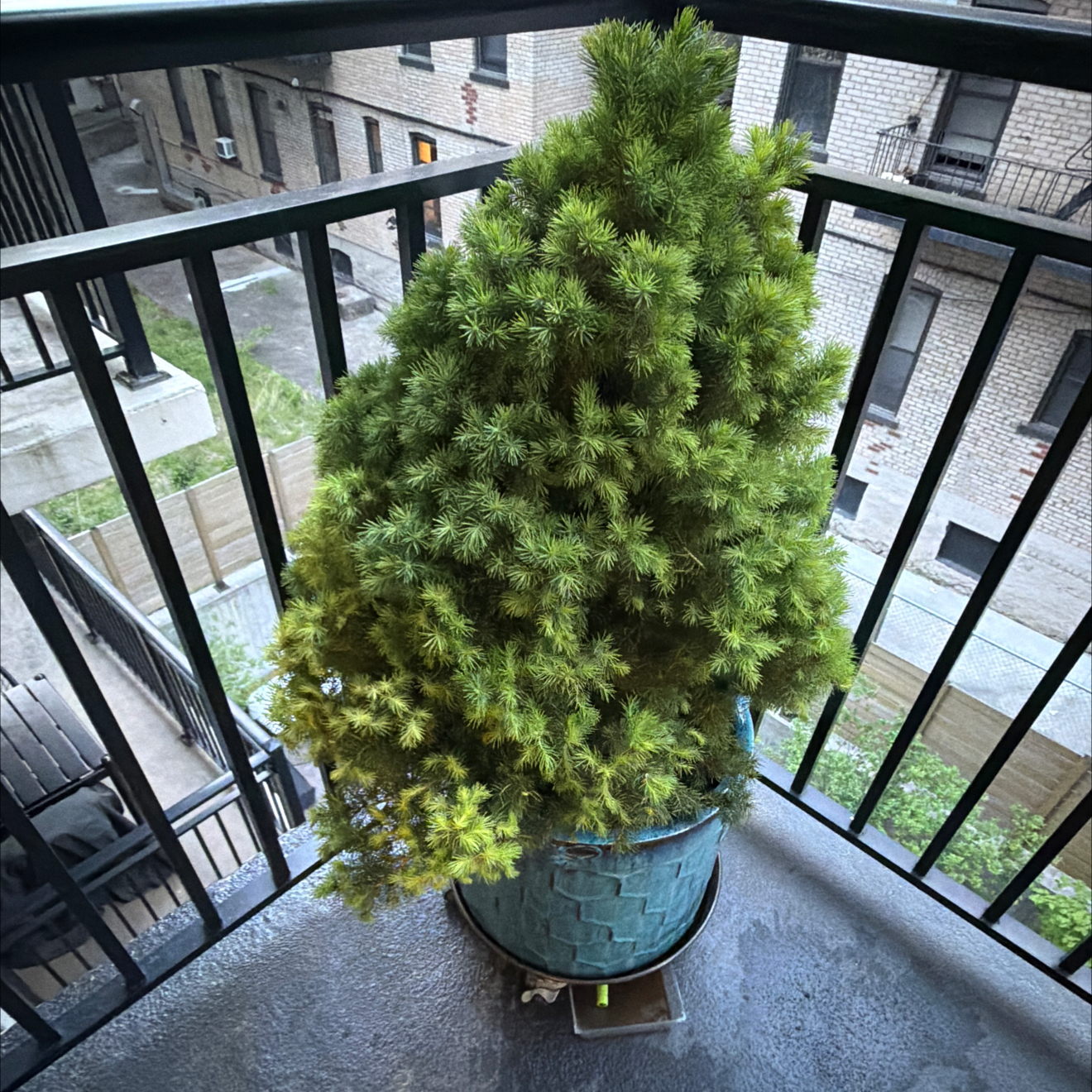 Photo of the plant species Dwarf Alberta Spruce by @DaringCannalily named Mollie on Greg, the plant care app
