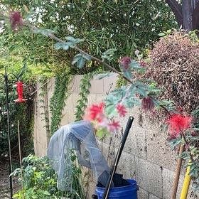 Photo of the plant species Fairy Duster by @SelectFantasy named Rainier on Greg, the plant care app