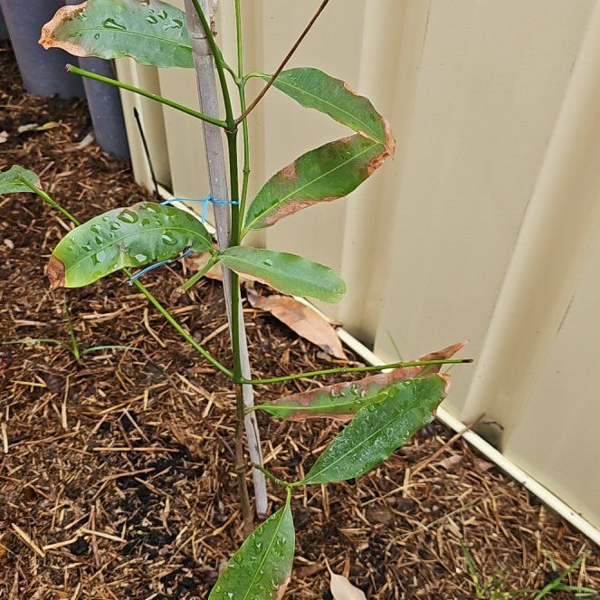 Photo of the plant species Achacha by @IconSwampazalea named Figyonce on Greg, the plant care app