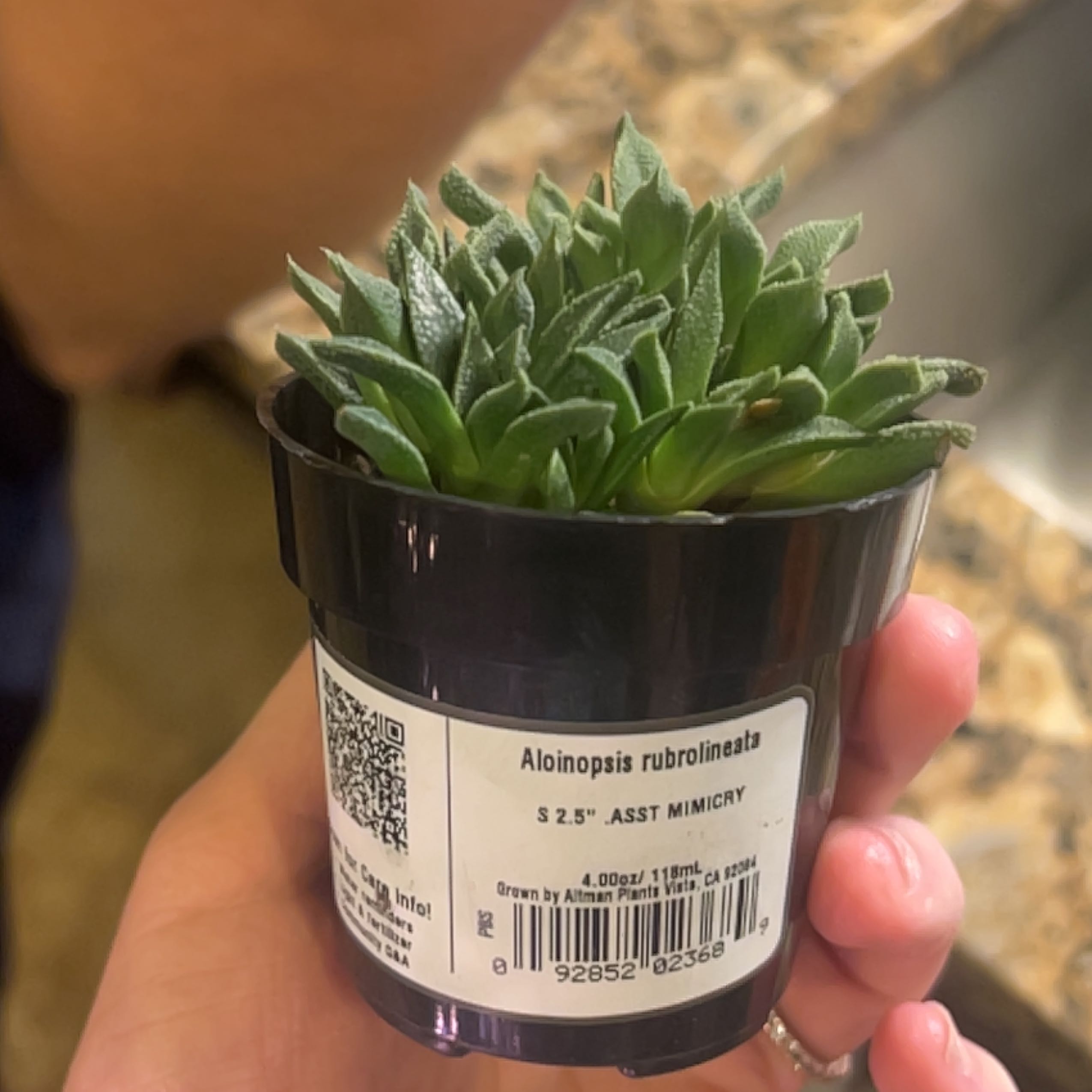 Photo of the plant species Aloinopsis rubrolineata by @KeySilverwattle named Girlfrond on Greg, the plant care app